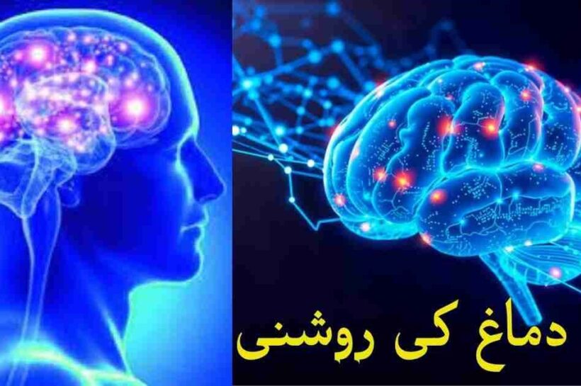 دماغ کی روشنی سے لے کر آرکٹک کی آلودگی تک: حالیہ سائنسی دریافتیں جو انسانی صحت اور زمین کے مستقبل کو بدل سکتی ہیں دماغ کی روشنی