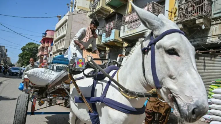 گدھے کا گوشت